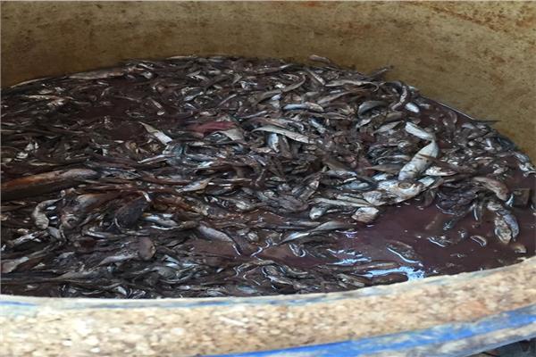 ضبط مصنع غير مرخص لتصنيع الأسماك المملحة في السويس